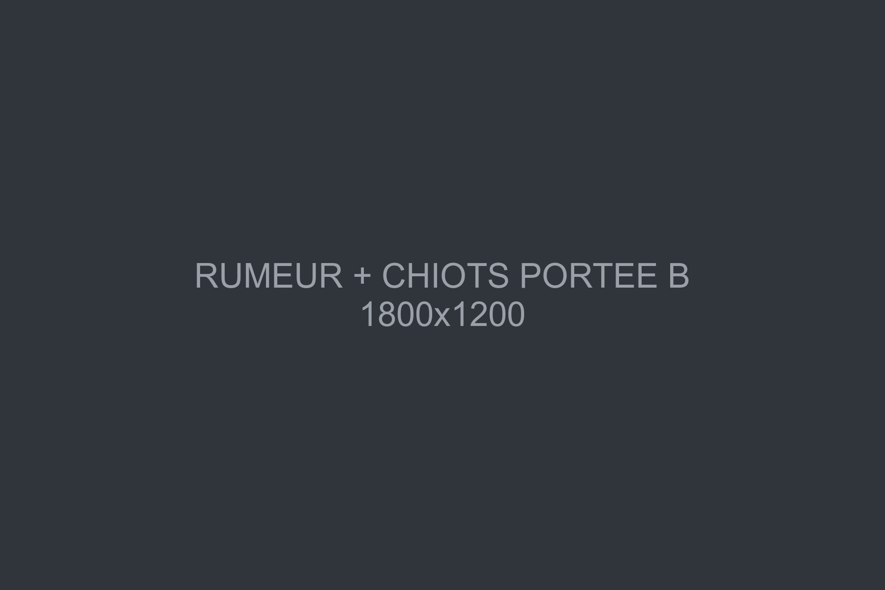 Rumeur couchée dans le parc d'éveil, entourée de ses cinq chiots de la portée B
